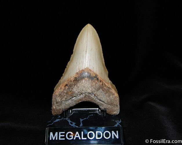 Big, Sharp Inch Megalodon Tooth #58